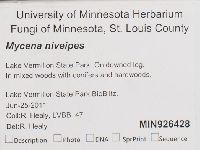 Mycena niveipes image