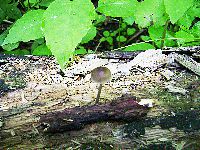 Mycena longiseta image