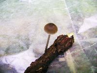 Mycena longiseta image