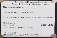 Mycena longiseta image