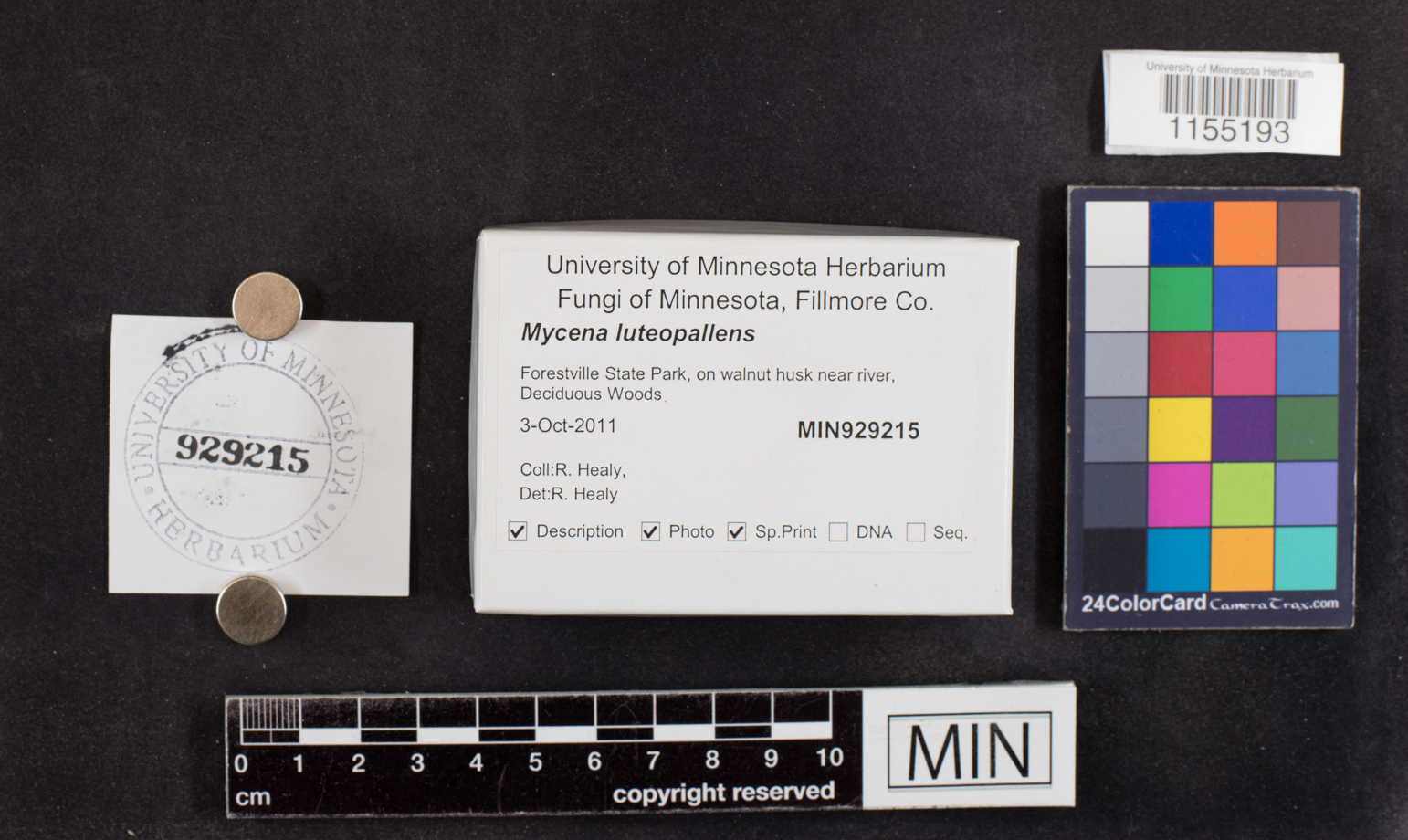 Mycena luteopallens image
