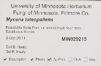 Mycena luteopallens image