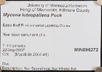Mycena luteopallens image