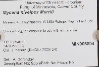 Mycena niveipes image