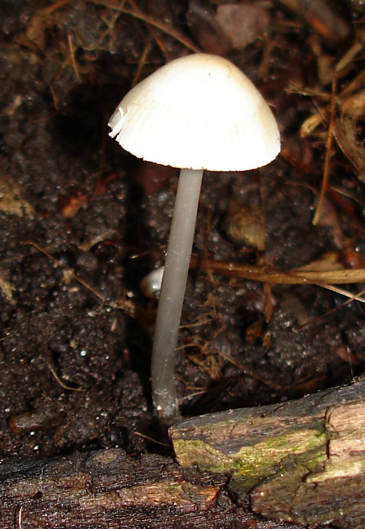 Mycena niveipes image