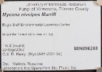 Mycena niveipes image