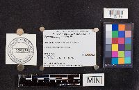 Mycena niveipes image