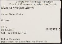 Mycena niveipes image