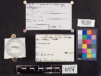 Mycena niveipes image