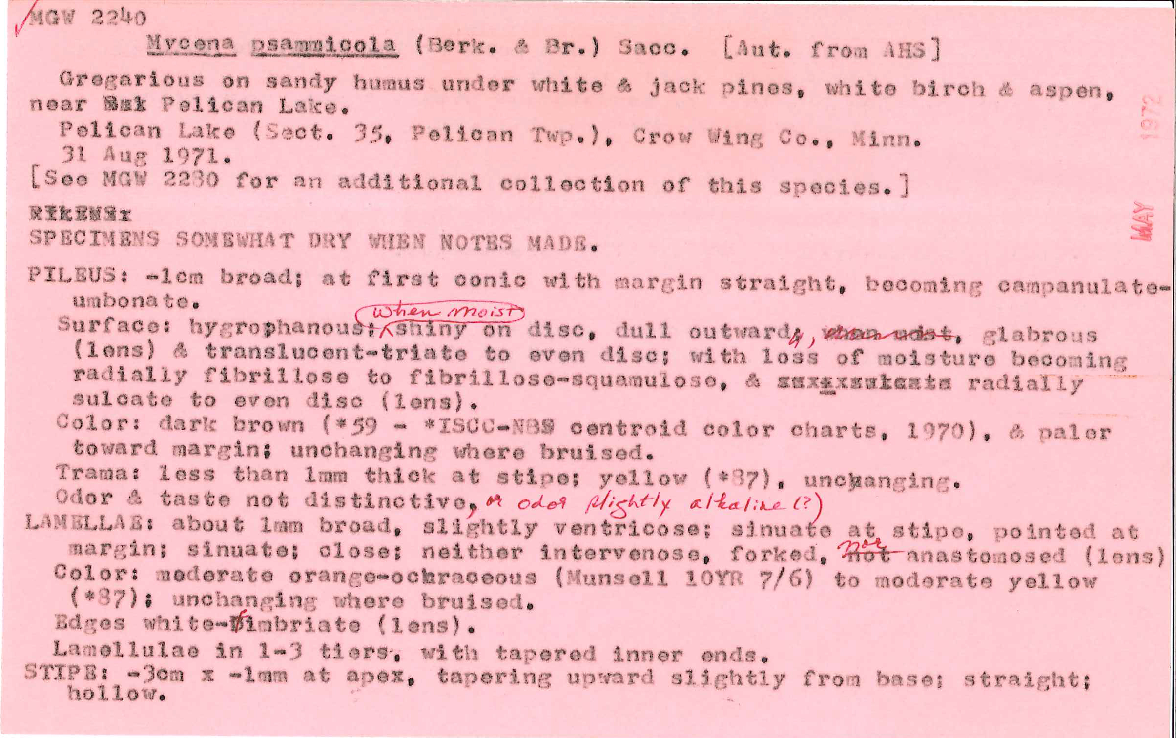 Mycena psammicola image
