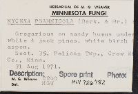 Mycena psammicola image