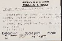 Mycena psammicola image