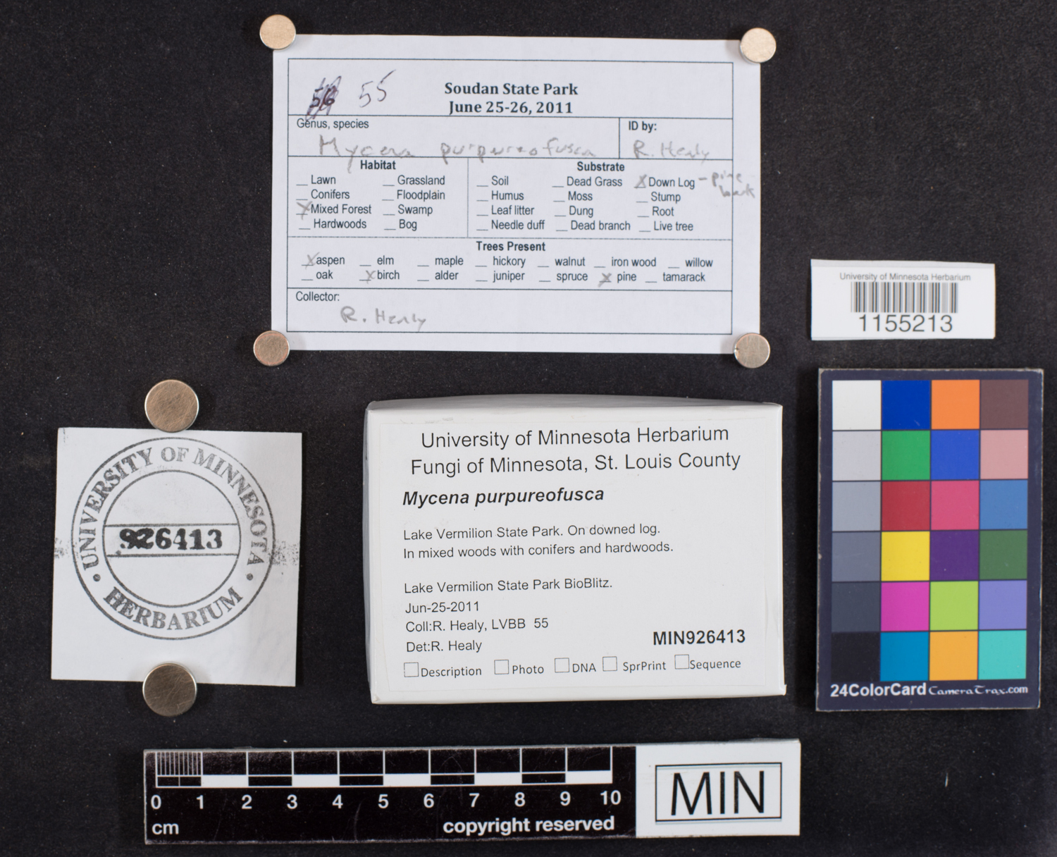 Mycena purpureofusca image