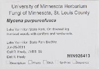 Mycena purpureofusca image