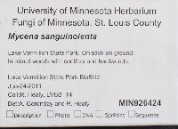 Mycena sanguinolenta image