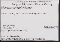 Mycena sanguinolenta image