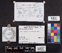 Mycena sanguinolenta image