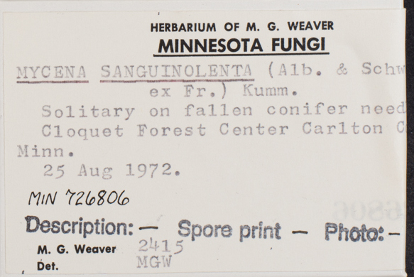 Mycena sanguinolenta image