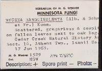 Mycena sanguinolenta image