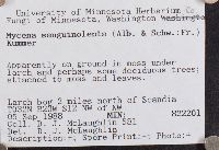 Mycena sanguinolenta image