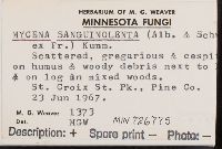 Mycena sanguinolenta image