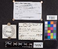 Mycena subcaerulea image