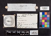 Mycena subcaerulea image