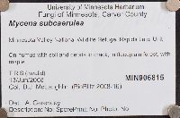 Mycena subcaerulea image