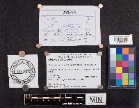 Mycena subcaerulea image