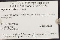 Mycena subcaerulea image