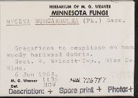 Mycena subcaerulea image