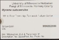 Mycena subcaerulea image