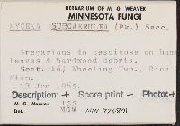 Mycena subcaerulea image