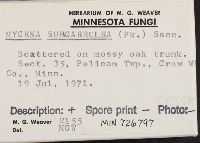 Mycena subcaerulea image