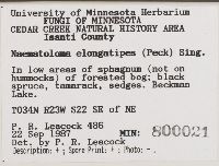 Hypholoma elongatipes image