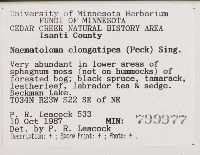 Hypholoma elongatipes image