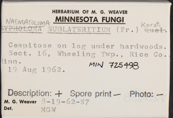 Hypholoma lateritium image