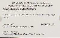 Hypholoma lateritium image