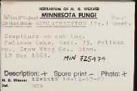 Hypholoma lateritium image