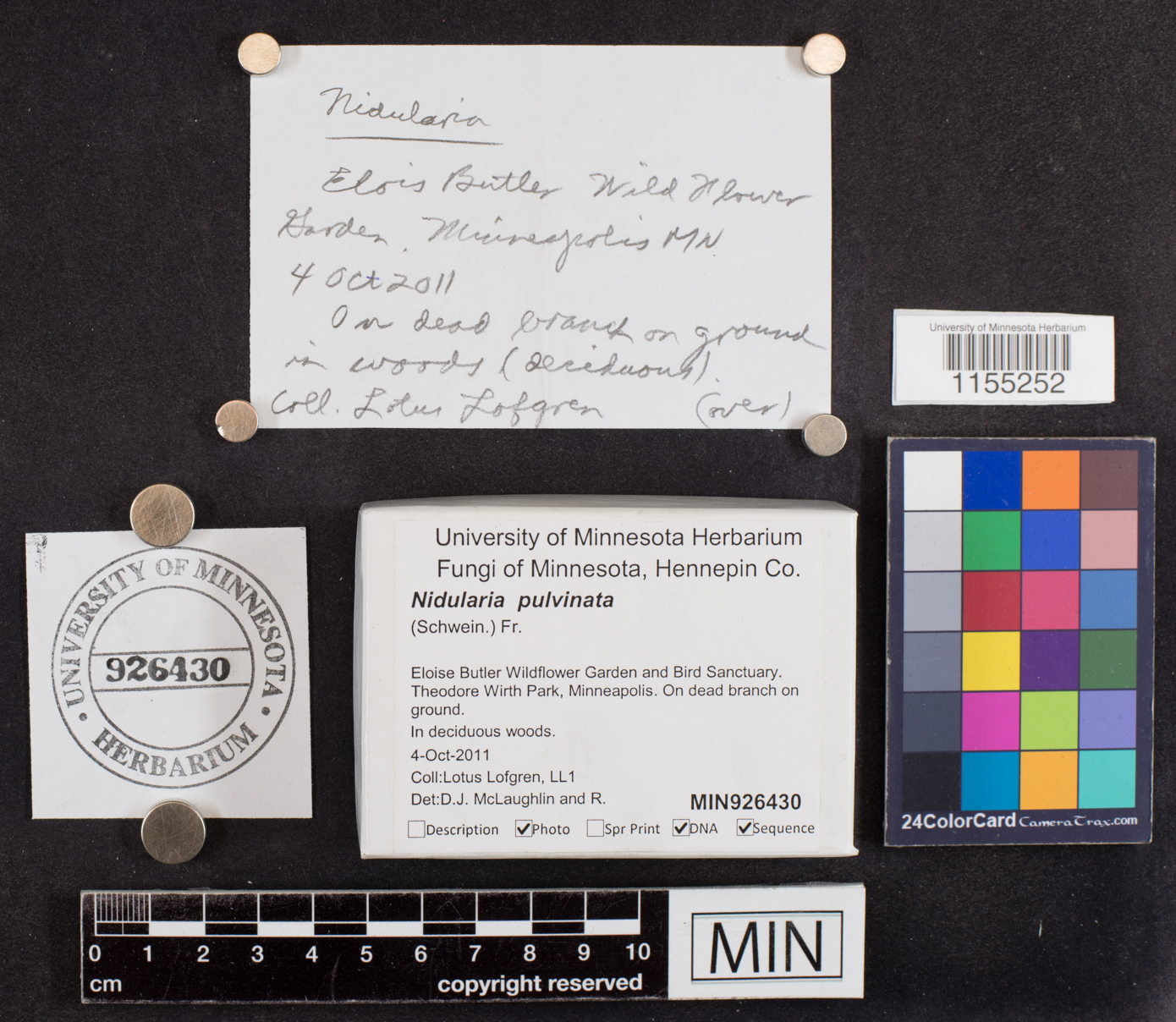 Nidularia pulvinata image