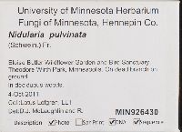 Nidularia pulvinata image