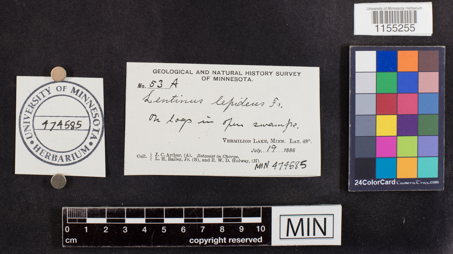 Neolentinus lepideus image