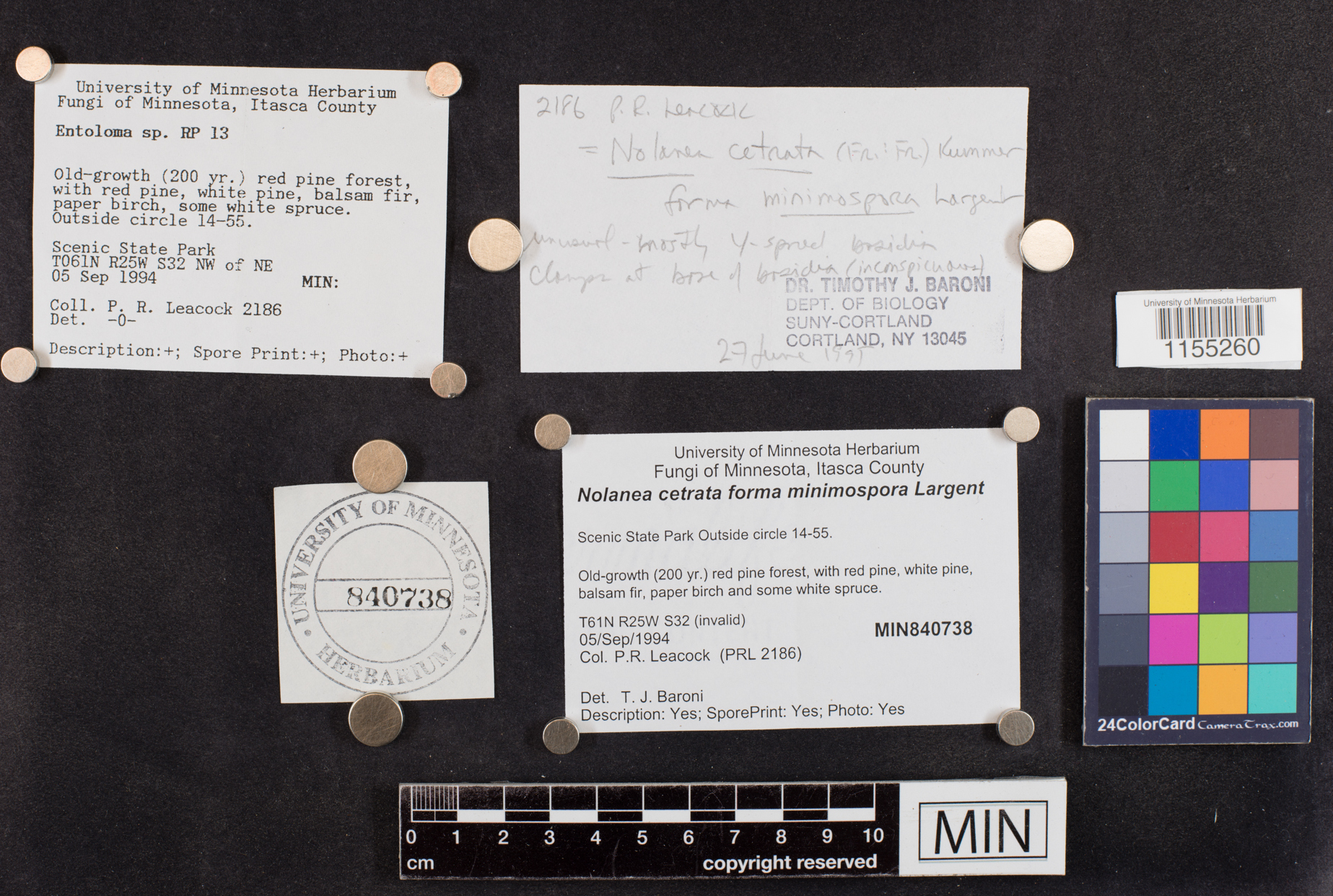 Entoloma cetratum image