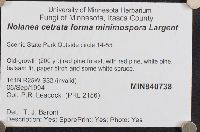 Entoloma cetratum image