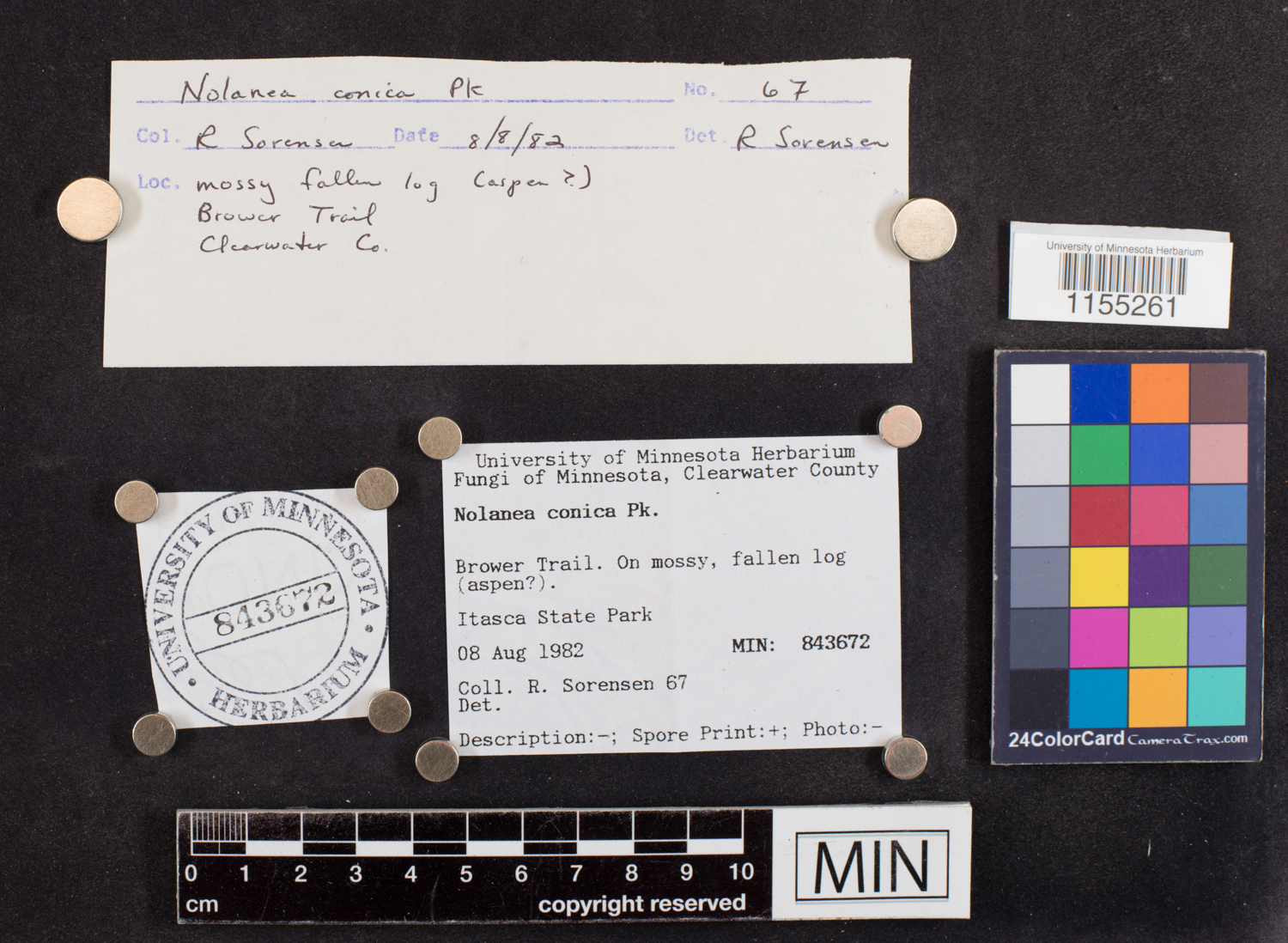 Nolanea conica image