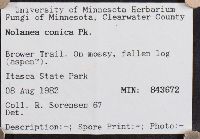 Nolanea conica image