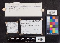 Media resource of Nolanea conica