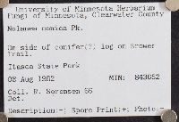 Nolanea conica image