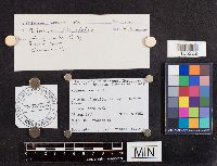 Nolanea conica image