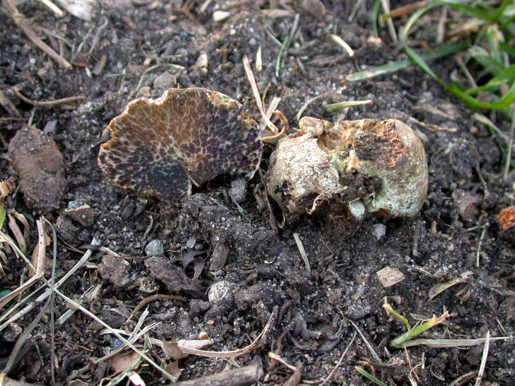 Octaviania asterosperma image